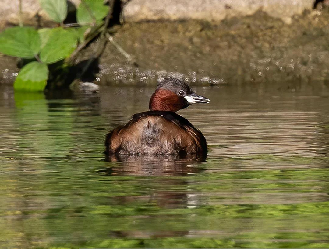 Little grebe back